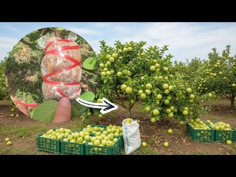 How to Grow Guava: A Step-by-Step Guide for Healthy Trees | Guava Farming