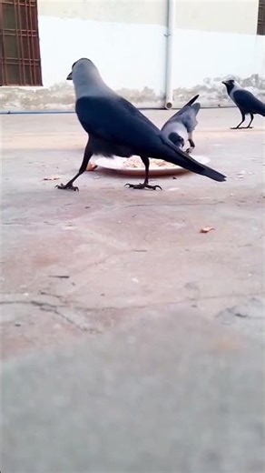 Watch These Crows Go Wild for Food | Amazing Feeding🤪♥️🤍🐦🤣#shorts