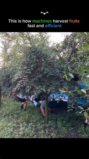Science | Tech | Business | (FOLLOW US)~ This is how modern farming works. A powerful vibration machine attaches to the tree, shakes it rapidly, and causes all the... | Instagram