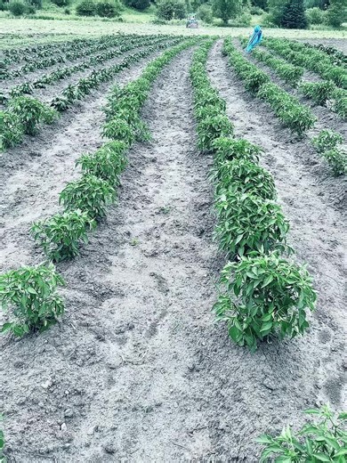 Taj Farm: Sustainable Agriculture in Canada