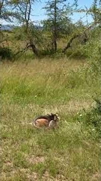 Python vs Impala: A fight for survival #wildlife #shorts