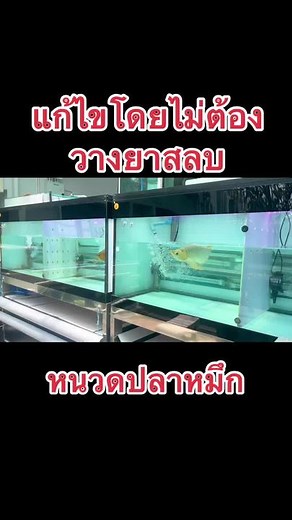 การแก้ไขปลามังกร: หนวดปลาหมึกที่เปลี่ยนไป