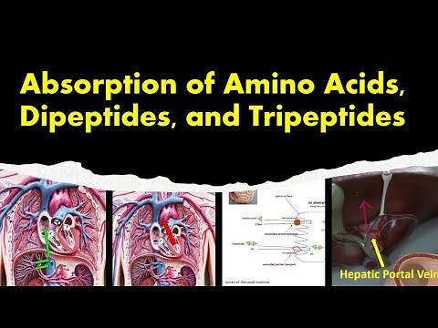 Absorption of Amino Acids, Dipeptides, and Tripeptides