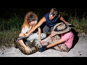 Meet the Women Who Catch Python Snakes in the Everglades Every Night