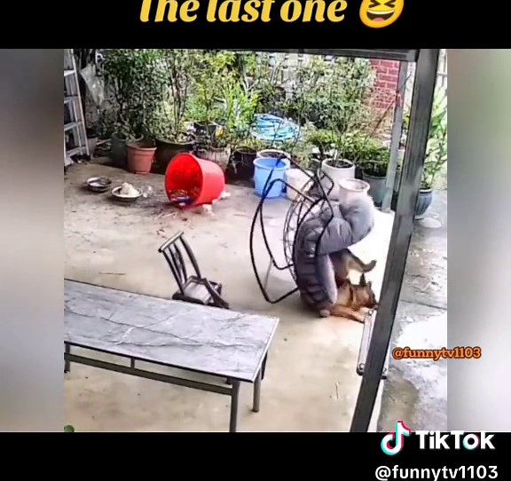 Hilarious Dogs and Cats Compilation - Funny Pet Videos