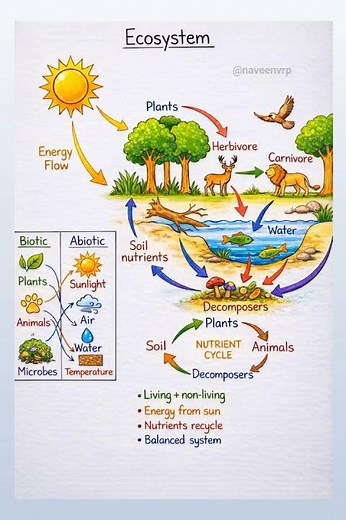 Ecosystem Diagram | Food Chain, Energy Flow & Nutrient Cycle
