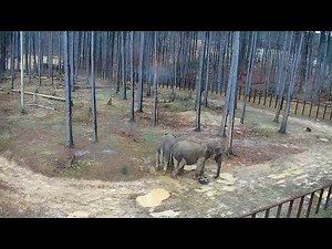 The Elephant Sanctuary | Nosey and Sissy Mud Wallow Together