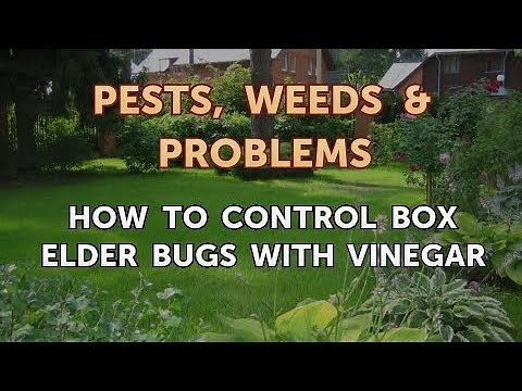 How to Control Box Elder Bugs With Vinegar