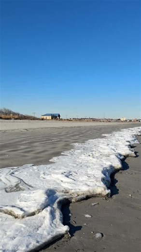 Snowy owl watching over the beach 👀 | Nahant Beach