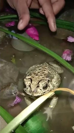 us Frog u never seen before wait for end😂 | Try Not to Laugh” #troll Face #viral #youtubeshorts