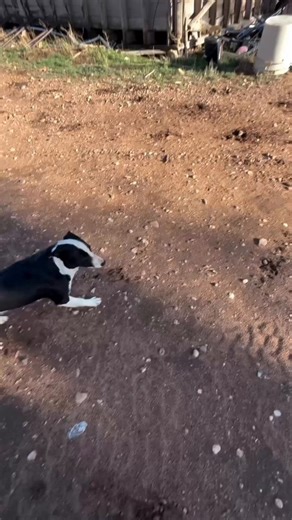 Coming home to an open gate is every farmer’s nightmare, but it was just another chance for Stoney to shine. 🐕When the cattle (and one very confused sheep) decided to trade their pasture for the junkyard, things could have turned into a long, chaotic afternoon. Instead, Stoney went to work. With nothing but a few sharp signals and a lifetime of instinct, he navigated the maze of machinery and scrap, expertly herding every stray back toward the field.Stoney is definitely a master at his craft! O