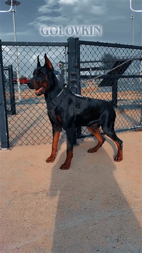 GGG 𝐷𝑂𝐵𝐸𝑅𝑀𝐴𝑁 | European Dobermans are the only breed of Dog that was created for One reason & one reason only...to PROTECT! that's why they are the BEST... | Instagram