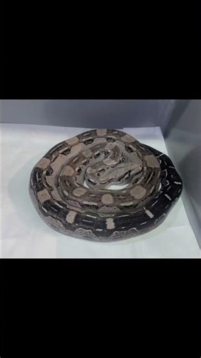 In addition to the classic Aztec Carbons made in 2021, we made a few very dark and unusually looking