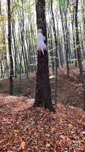 Adorable White Dog Explores Forest Trail