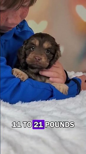 Say hello to Talia, the F1 Cockapoo pup with charm, curls, and cuddles to spare! 🐾🎀 With her soft