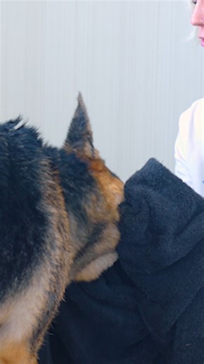 170K views · 4.1K reactions | Her whole demeanor changed  #germanshepherd #dog #servicedog | Chanelthegermanshepherd | Facebook