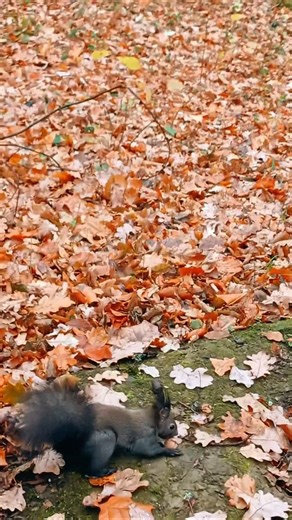 Squirrel Chasing Her Nut 🐿️🌰🏃‍♂️