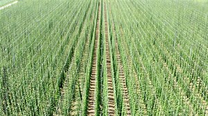 Growing hops on the field for use in brewing, aerial view