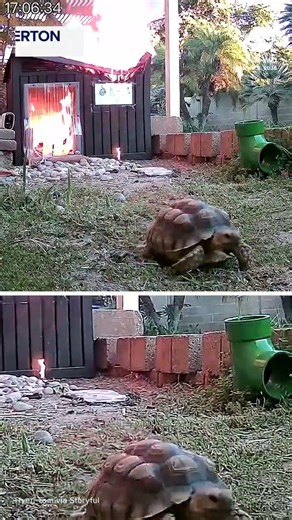 Tortoise escapes from burning shed after heat lamp ignites blaze