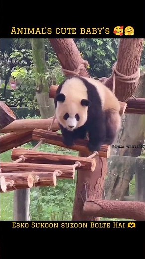 Animals cute baby's 🥰🤗#animals #cutebaby #music #ytshorts #ghazale #ghalib #cute #love #dilse #yt