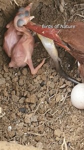 139K views · 566 reactions | Review birds of nature, birds nest mother birds baby birds nest life #lifewithbirds #birdlife #birdlovers #birdsounds #relax #birdsofinstagram #littlebird #nature #babybird #naturelover #lifewithbird #birdwatching #motherbird #wildlife #viralvideo #bird #reviewbirdnest #babybird #birdphotography #birdnest | Birds of Nature | Facebook