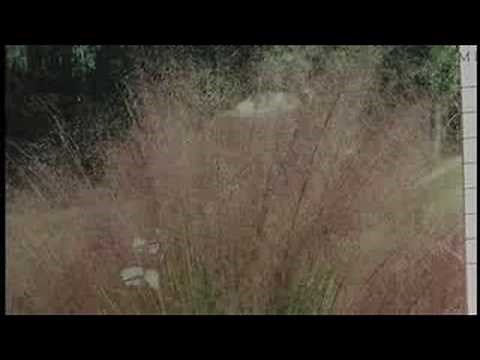 Sweetgrass Basketweaving in Charleston SC