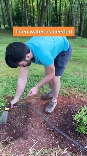 How to Plant Blueberries