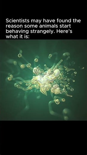 Scientists may have found the reason some animals start behaving strangely. Here's what it is: