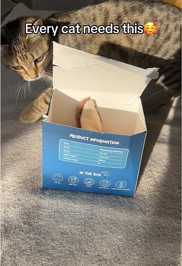 Must-Have Cat Toy for Your Lonely Kitty