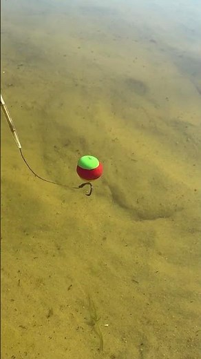 Ampel-Snowman-Rig! 🚥 Die perfekte Balance für Sommer-Karpfen! 💥 #angeln #karpfen #carpfishing