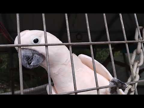 The Macaw sanctuary and rescue Carnation WA