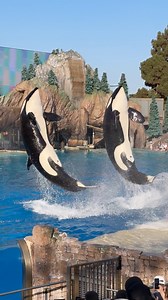 Killer Whale Show Action Short! 😍🐳 #seaworld #familyfun #orcas #cuteanimals #facebookreels #animals #killerwhales #marinelife #orlando | SeaWorld Videos