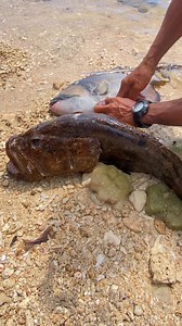 Giant triggerfish #restauranthours @highlight | Romel P Pigon