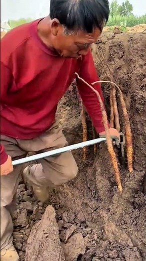 The process of digging vegetable root under the soil