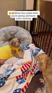 57K views · 2.2K reactions | 來殺The love our dachshunds have for Sonny is just too strong | Ruffhouse Dachshunds | Facebook