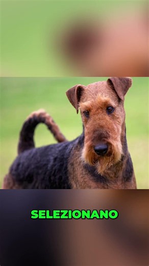 Airedale Terrier: Il Cane Che Non Esisteva #shorts