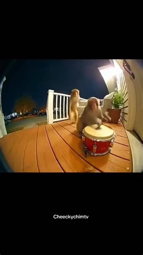 Drummer monkey serious… dancer monkey just vibing 😭#FunnyMonkey #AnimalComedy #DancingMonkey