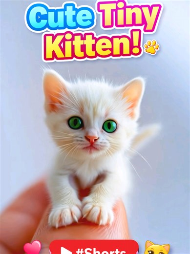 Cute Tiny Kitten Moments