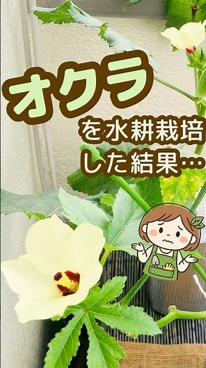 オクラを水耕栽培した結果…育つけど難しい｜ペットボトル栽培