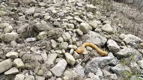 Drawing upon inspiration from a nematode, researchers have created a limbless robot that uses mechanical intelligence to crawl across varied terrain and cluttered environments. Learn more in Science Robotics: https://scim.ag/5kJ | Science Robotics | Facebook