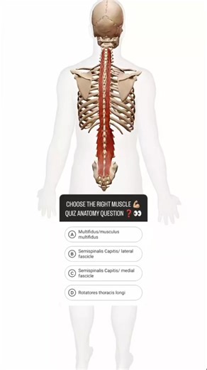 #anatomymusclequiz #anatomymusclepracticalexam #musclequiz #musclecarquiz #muscletissuequiz #musclehistologyquiz #skeletalmusclequiz #musclephysiologyquiz #humanmusclequiz #catmusclequiz #legmusclequiz #armmusclequiz #musclesystemquiz #muscletissuehistologyquiz | Madico Study