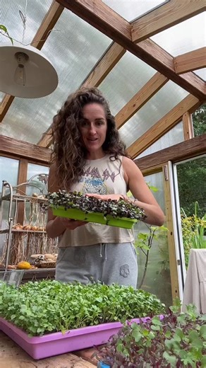 Day 11 Microgreens Harvesting Guide