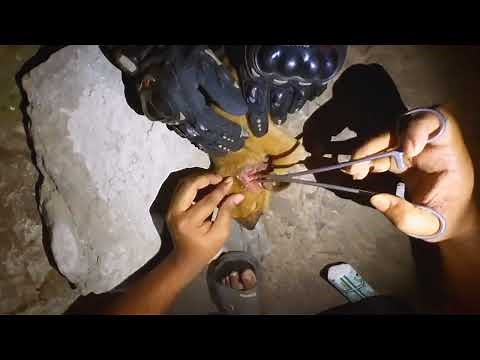 Saving a Puppy from Maggot Infestation: Rescuer's Treatment and Maggot Removal Tutorial