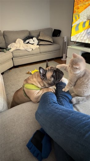 Cat and Dog Best Friends: Unlikely Animal Companions