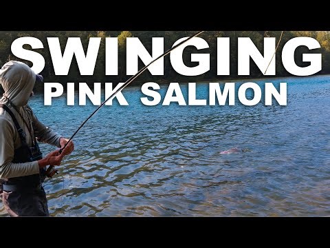 Swinging Flies for Pink Salmon in Washington