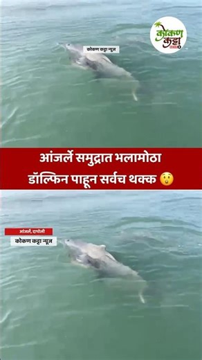 Dolphins fish आंजर्ले समुद्रात भलामोठा डॉल्फिन पाहून सर्वच थक्क #dolphin #fish #fishing #sea #reel
