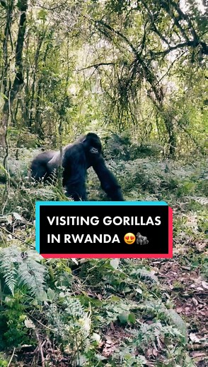 Gorilla Tracking in Rwanda: A Wildlife Safari Adventure