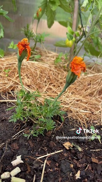 Natural Solutions for Slug Control in Gardens