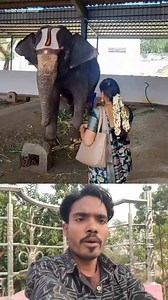 The elephant gave its blessings.😎💕 #sigmarule #motivational #quotes #inspiration #inspirational #viralreels #fbreels #sigmarule #trendingreels #foryourpage | Rehan vlogs official