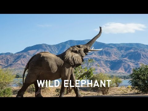 Incredible Wild Elephant Encounter – Nature Like You’ve Never Seen!